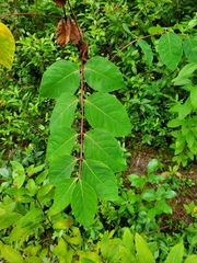 Apocynum androsaemifolium
