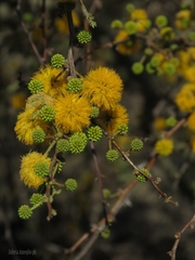 Vachellia caven