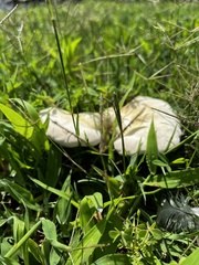 Ganoderma