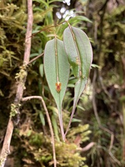 Lepanthes mucronata
