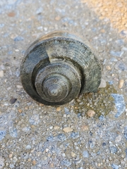 Buccinoidea
