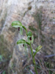 Pterostylis longifolia