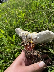 Ganoderma