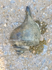 Buccinoidea