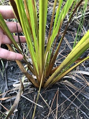 Xyris fimbriata