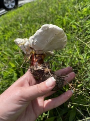 Ganoderma