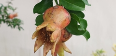 Punica granatum