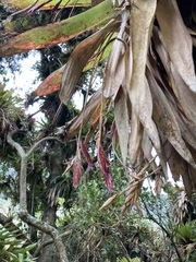 Tillandsia complanata