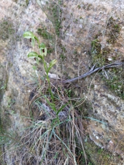 Pterostylis longifolia