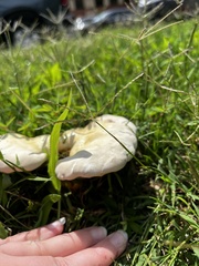 Ganoderma