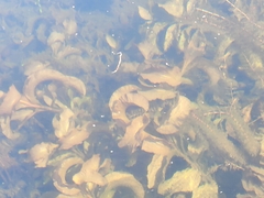 Potamogeton