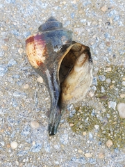 Buccinoidea