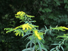 Solidago gigantea