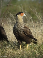 Caracara plancus