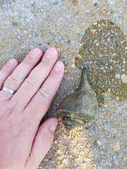 Buccinoidea