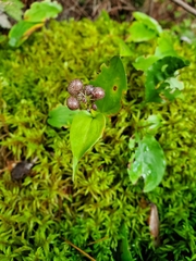 Maianthemum canadense