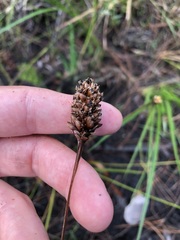 Xyris fimbriata