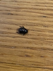 Pangaeus bilineatus