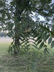 Juglans nigra