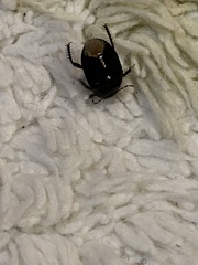 Pangaeus bilineatus