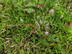 Polygala verticillata