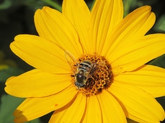 Eristalis stipator
