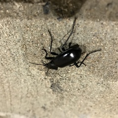 Calosoma