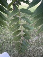 Juglans nigra