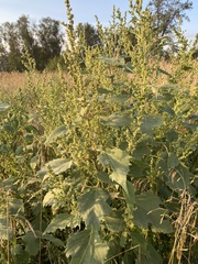 Cyclachaena xanthiifolia