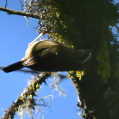 Troglodytes solstitialis