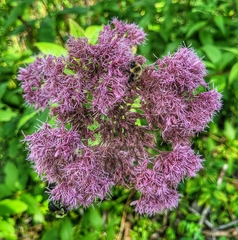 Eutrochium maculatum