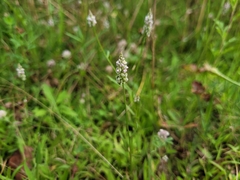 Polygala verticillata
