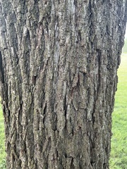 Juglans nigra