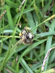 Eremochloa ophiuroides