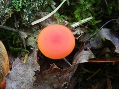 Hygrocybe miniata