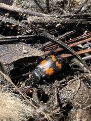Nicrophorus