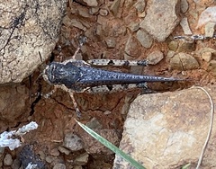Pycnostictus seriatus