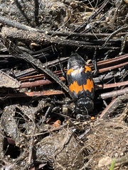Nicrophorus