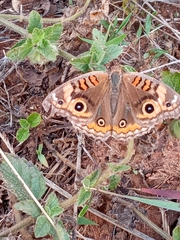 Junonia evarete