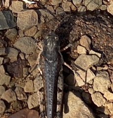 Pycnostictus seriatus