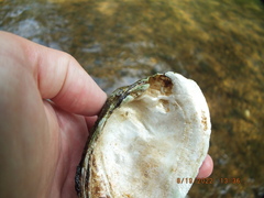 Ortmanniana ligamentina