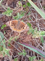 Junonia evarete