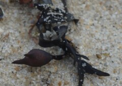 Fucus vesiculosus
