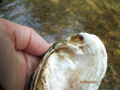 Ortmanniana ligamentina