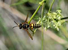 Cerceris bicornuta
