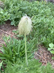 Pulsatilla occidentalis