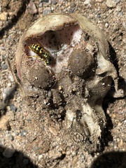Vespula pensylvanica