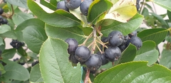 Aronia melanocarpa