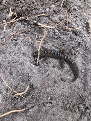 Christinus marmoratus