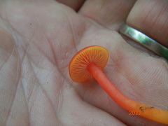 Hygrocybe miniata